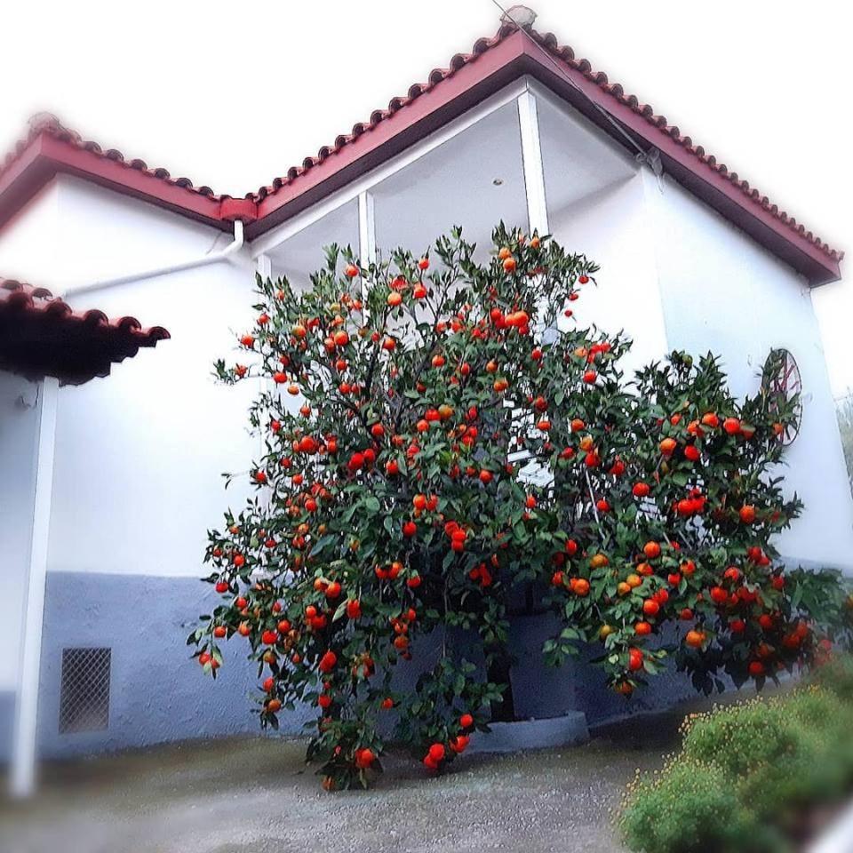 Dimos Bungalows PalaiónTsiflíkion Zewnętrze zdjęcie